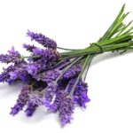 Lavender Essential Oil 1oz