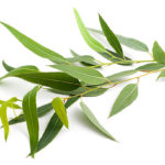 Eucalyptus Herbs 1oz