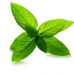 Peppermint Leaf Herbs 1oz